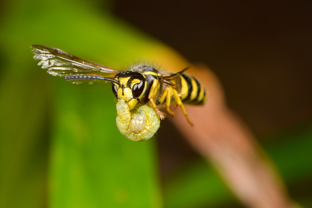 Using the Cognisys Insect Rig to Monitor a Yellow Jacket Nest