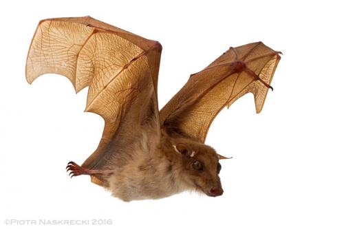 Portable Studio for Bats in Flight
