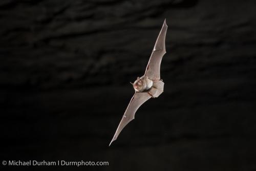 Photographing Bats with Sabre - Eliminate Shutter Lag