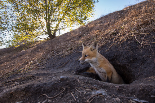 Red Fox Photographed with the RangeIR