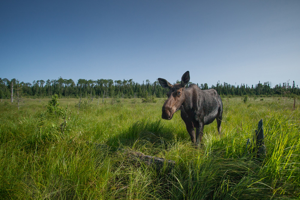 Moose Captured with Sabre Camera Trap