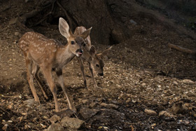 Fawns photographed with Scout Camera Trap