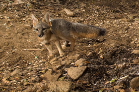 Grey Fox photographed with Scout Camera Trap