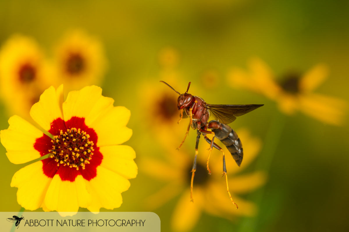 Paper wasp (Polistes metricus) captured in flight