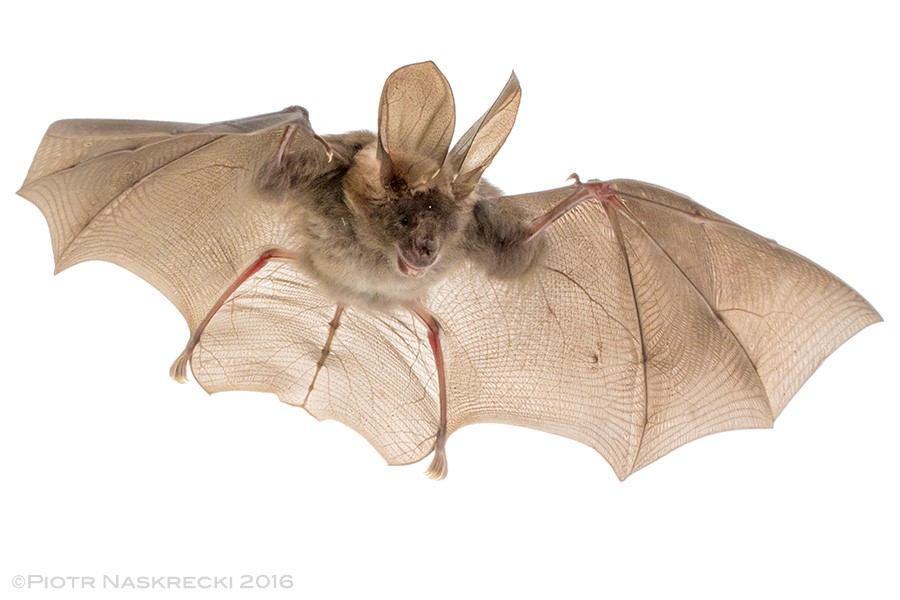 Egyptian Slit-faced bat captured in flight.