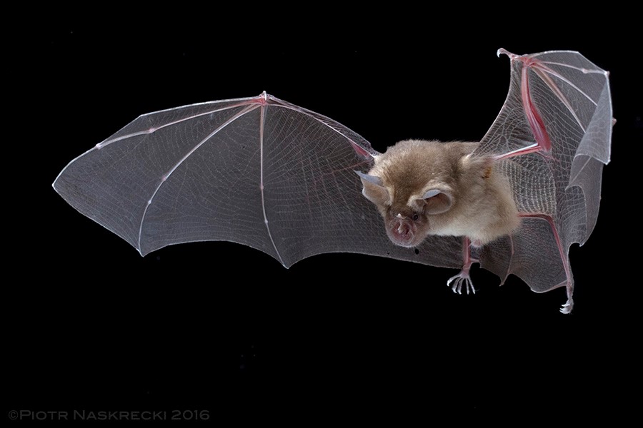 Brown form of Lander's Horseshoe Bat