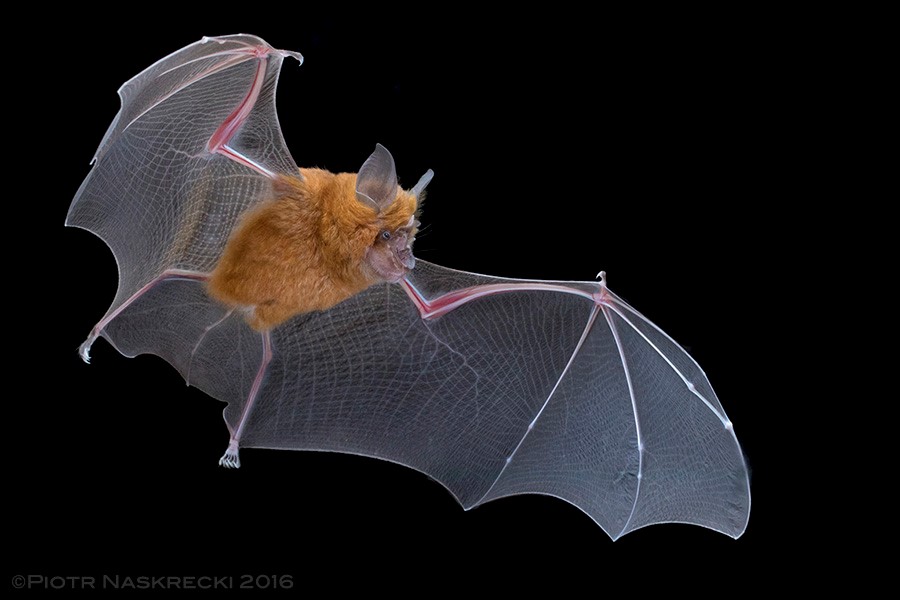 Red form of Lander's Horseshoe Bat