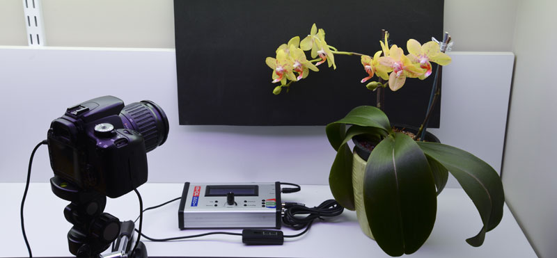 Orchid Time Lapse Stage