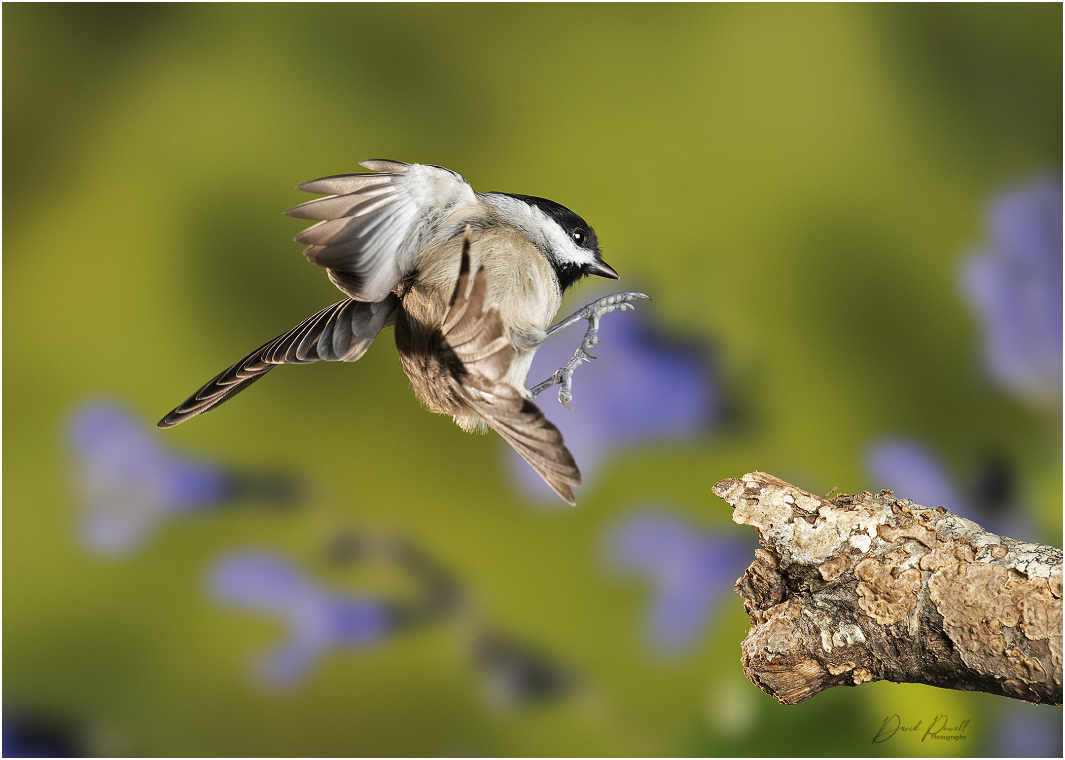 David Powell - Carolina Chickadee Landing