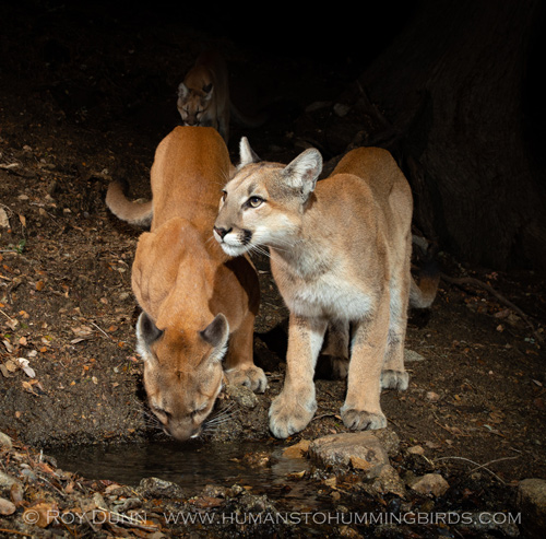 Three Mountain Lions Visiting a Spring