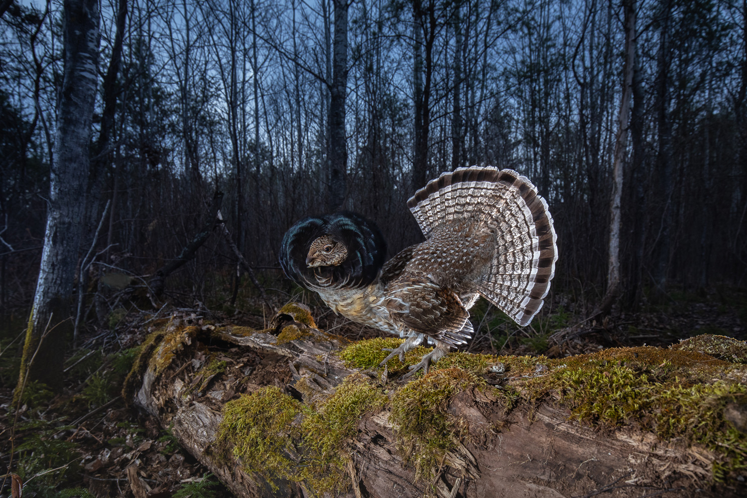 Ben Olson captures image of Grouse with Scout