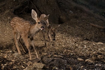 Mule Deer Fawns Captured with Scout Camera Trapping Setup (small version)