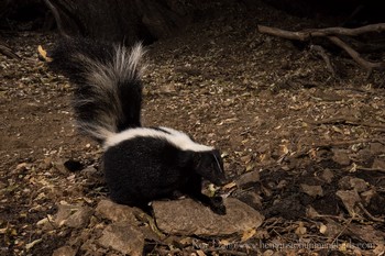 Striped Skunk Captured with Scout Camera Trigger (small version)