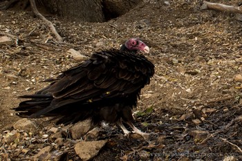 Turkey Vulture Captured with Scout Camera Trapping Setup