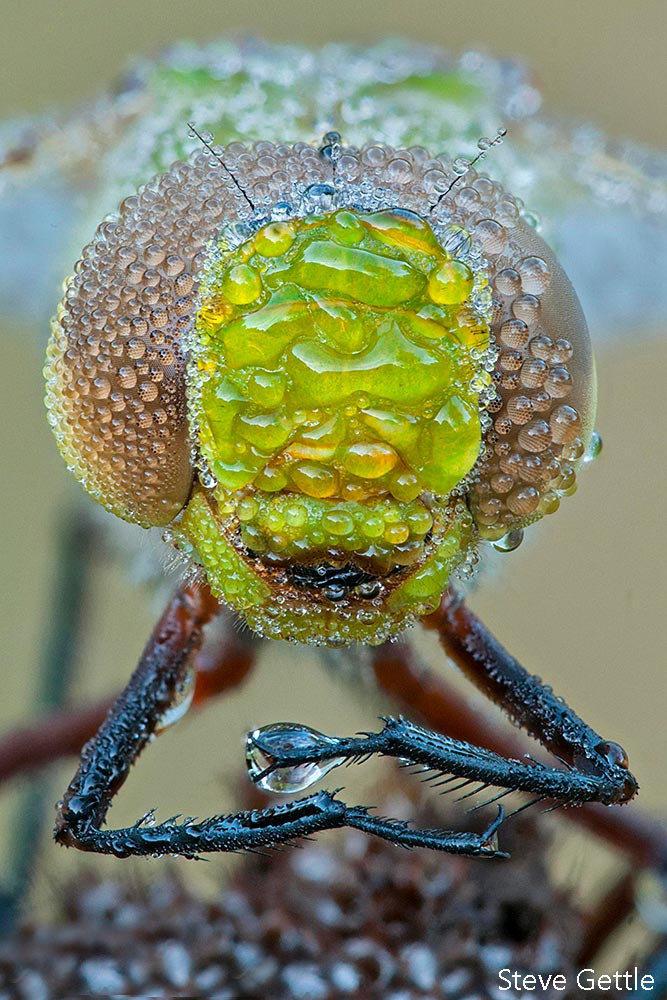 Green Darner Focus Stacked Image captured by Steve Gettle